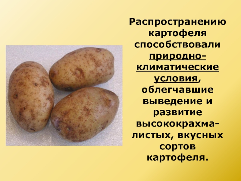 Откуда картофель. Распространение картофеля. Распространенность картофеля. Распределение картофеля. Распространение картеля.