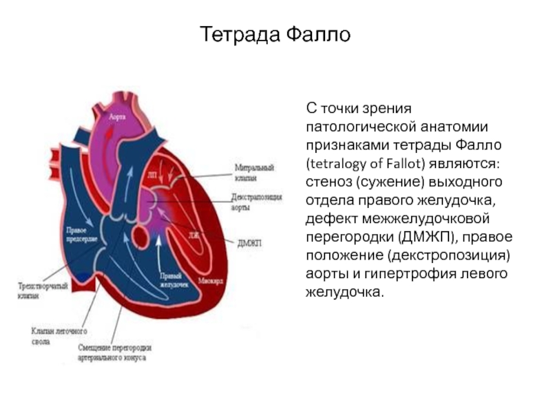 Тетрада эрлиха