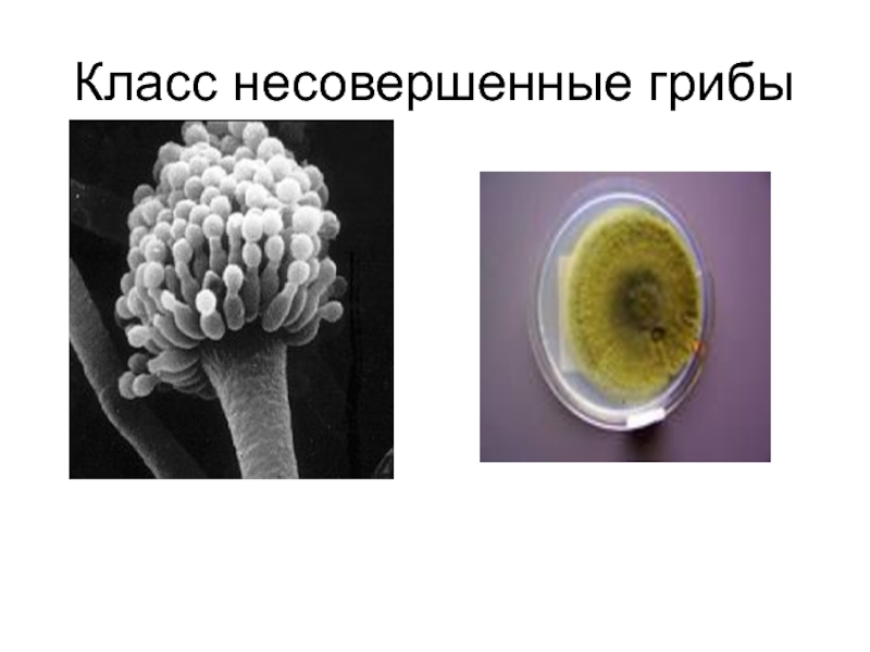 Несовершенные. Несовершенные грибы дейтеромицеты. Класс несовершенные грибы Deuteromycetes представители. Дейтеромицеты, или несовершенные грибы. Группа несовершенные грибы кратко.