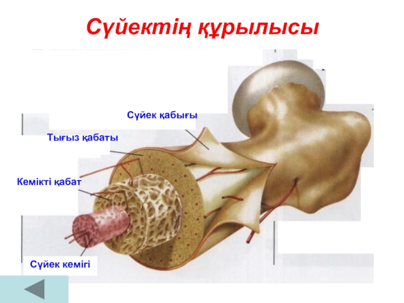 Биология 8 сынып. Сүйекқап. Сүйектің шытынауы фермент. Сүйек тіні туралы презентация. Сүйек сурет картинка.