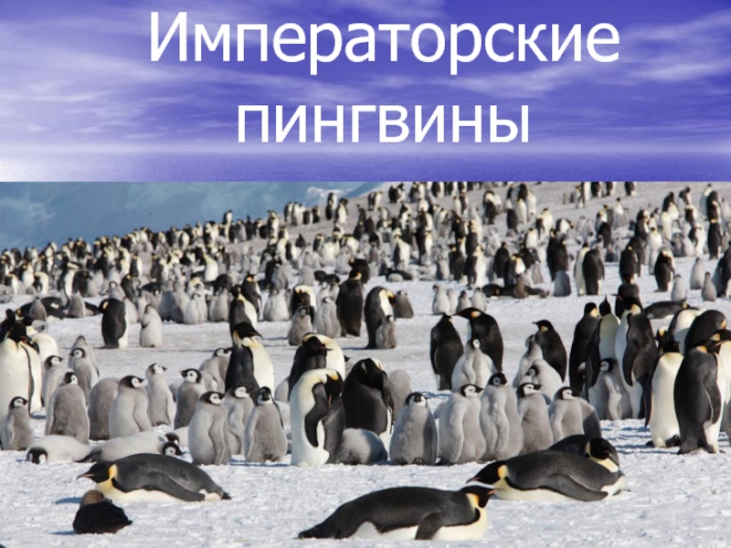 Презентация Императорские пингвины