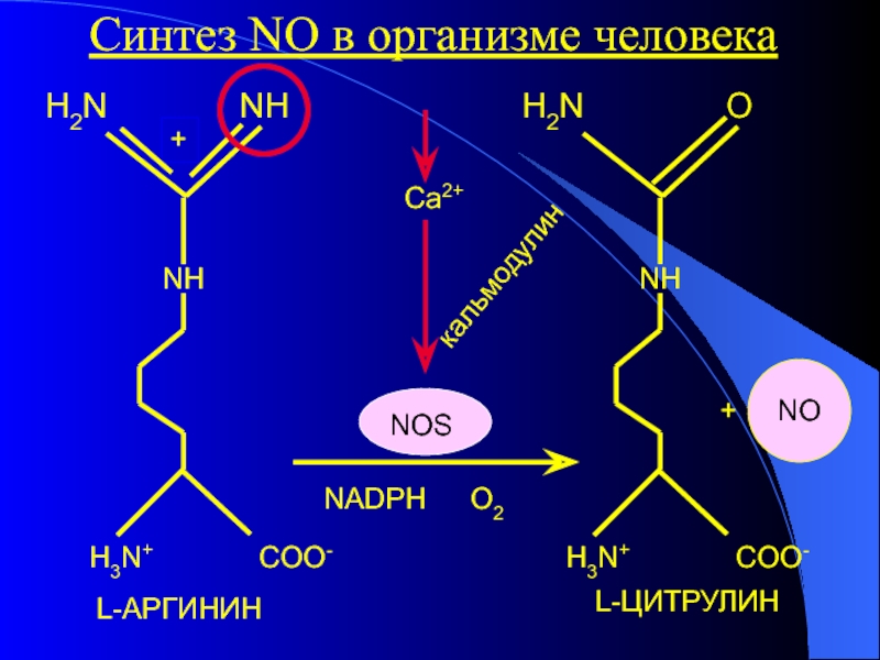 Оптимальный синтез. Синтез окиси азота из аргинина. Синтез оксида азота в организме человека. Синтез оксида азота из аргинина. Биосинтез оксида азота в организме.