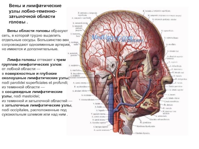 Затылок область. Лимфатические сосуды лобно теменно затылочной области. Вены лобно теменно затылочной области. Топография лобной области. Кровоснабжение мозгового отдела головы топографическая анатомия.