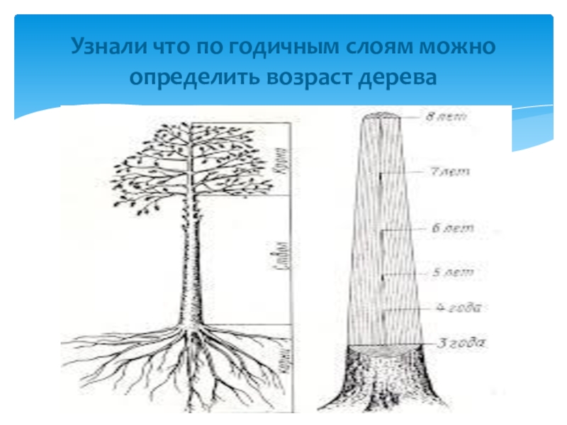 По стволу дерева можно. Диаметр дерева. Определение возраста дерева. Как определить Возраст дуба. Как определить Возраст растущего дерева.