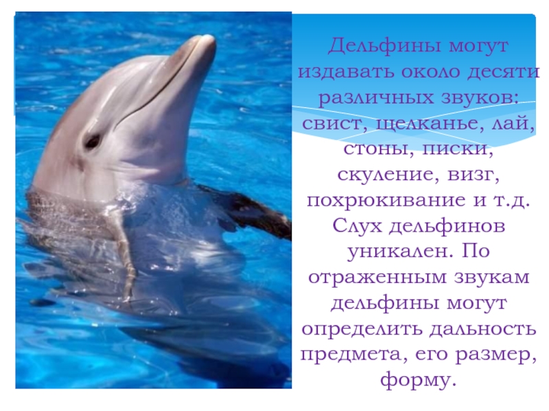 Дельфин издает звуки. Дельфин. Характеристика дельфина.