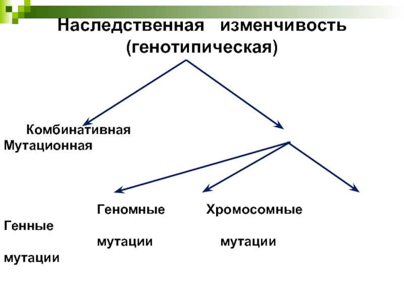 Изменчивость. Наследственная генотипическая изменчивость. Наследственная изменчивость комбинативная и мутационная.