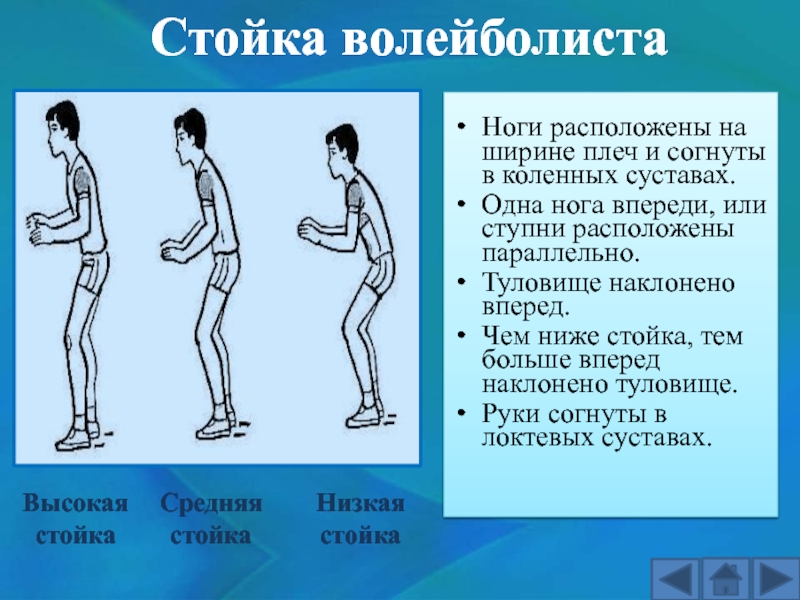 Ноги на ширине плечей. Стойка волейболиста. Основная стойка волейболиста. Исходная стойка волейболиста. Правильное положение стойки волейболиста?.