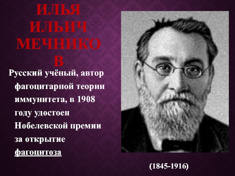 Мечников создал учение о фагоцитарном иммунитете. Автор фагоцитарной теории иммунитета. Фагоцитарная теория иммунитета Мечникова.