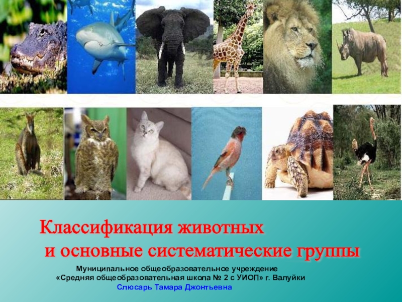 Презентация Классификация животных и основные систематические группы
