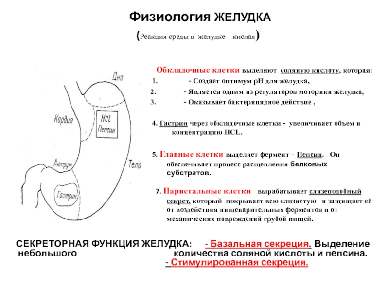 Среда в желудке. Реакция среды в желудке. Выделение соляной кислоты в желудке. Исследование моторики желудка. Исследование моторики желудка и ДПК.