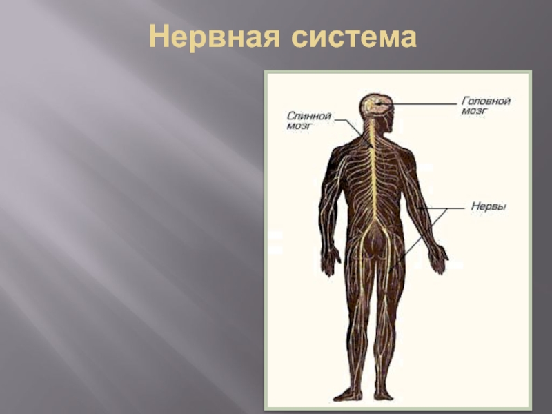 Начальные люди. Нервная система человека начальные классы. Организм человека нервная система 4 класс окружающий мир. Системы человека для начальной школы. Фото нервная система человека для нач школы.