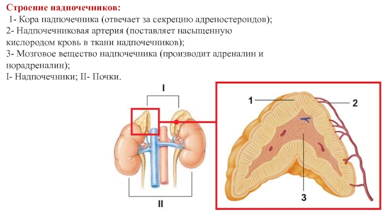 Схема строения надпочечника