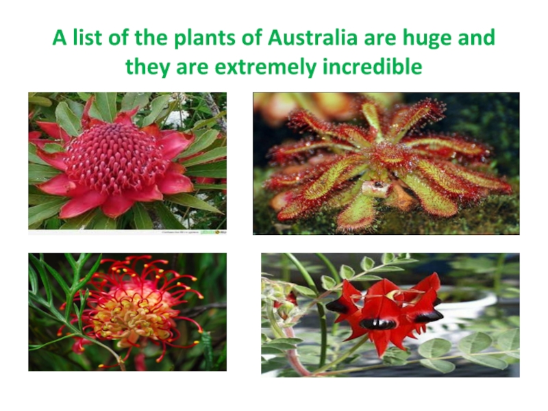 A list of the plants of Australia are huge and they are extremely incredible