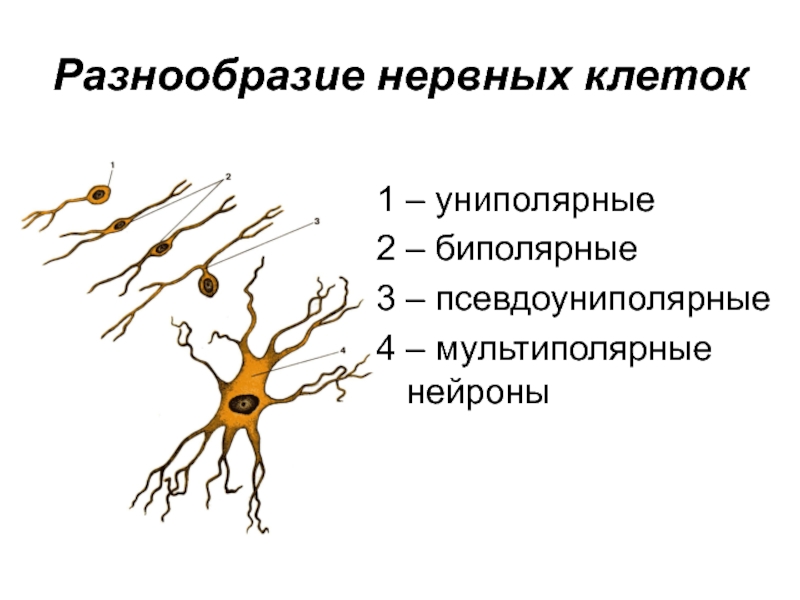 Как называется короткий нейрона. Униполярные биполярные и мультиполярные Нейроны. Униполярные псевдоуниполярные биполярные. Типы нейронов униполярные биполярные. Униполярная нервная клетка.