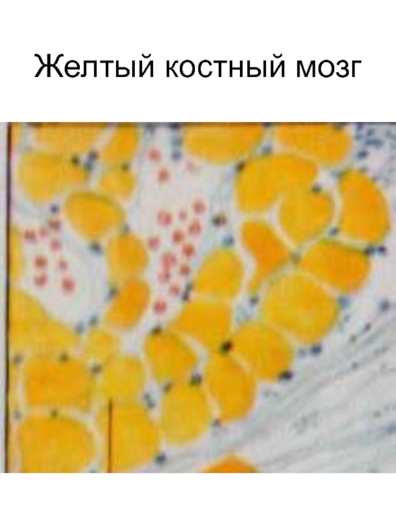 Желтый костный. Превращение красного костного мозга в желтый. Желтый костный мозг гистология. Желтый костный мозг строение.