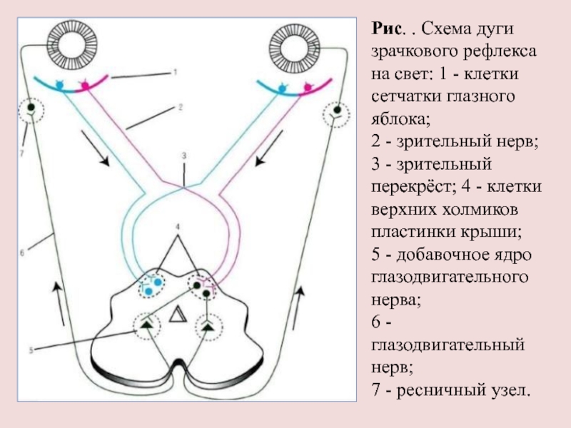 Рефлекторная дуга зрения схема