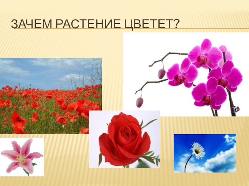 Зачем цветы. Зачем растение цветет. Почему цветы разного цвета. Почему растения цветут. Почему цветы разных цветов.