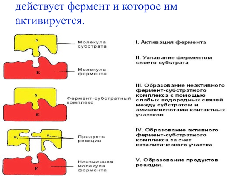 Схема работы фермента