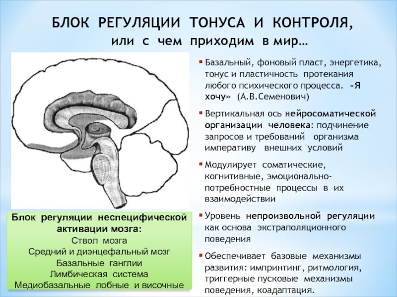 Энергетический блок мозга блок регуляции тонуса и бодрствования презентация