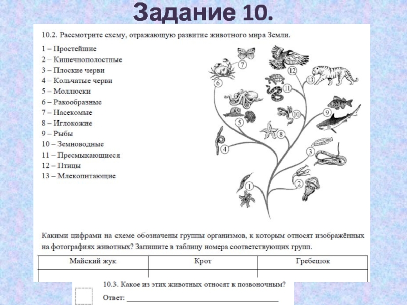 Какими цифрами на схеме обозначены группы организмов к которым относят изображенных растения плаун