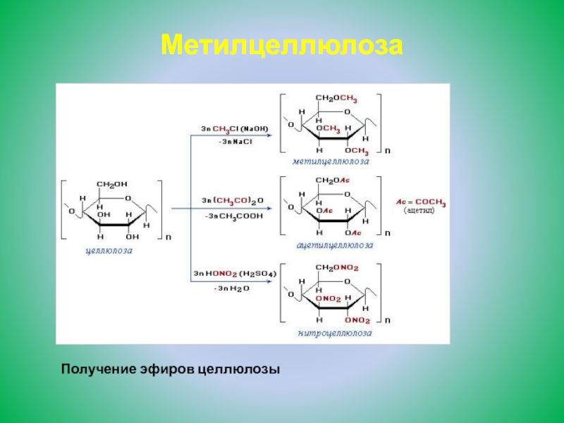 Схема образования целлюлозы