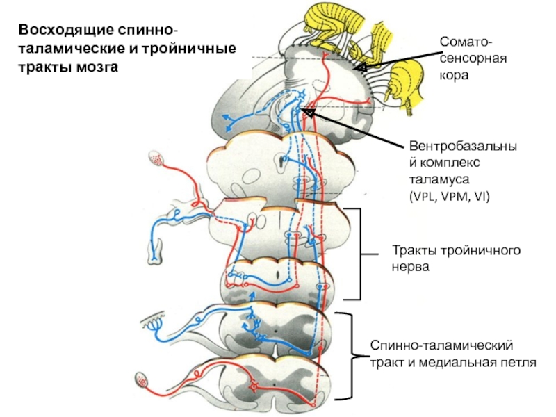 Спинно таламический путь