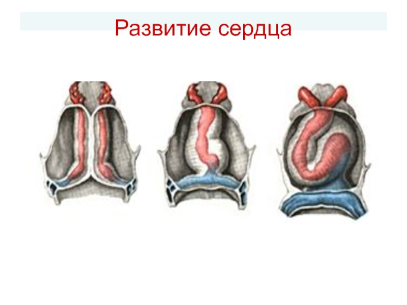 Развитие сердца презентация