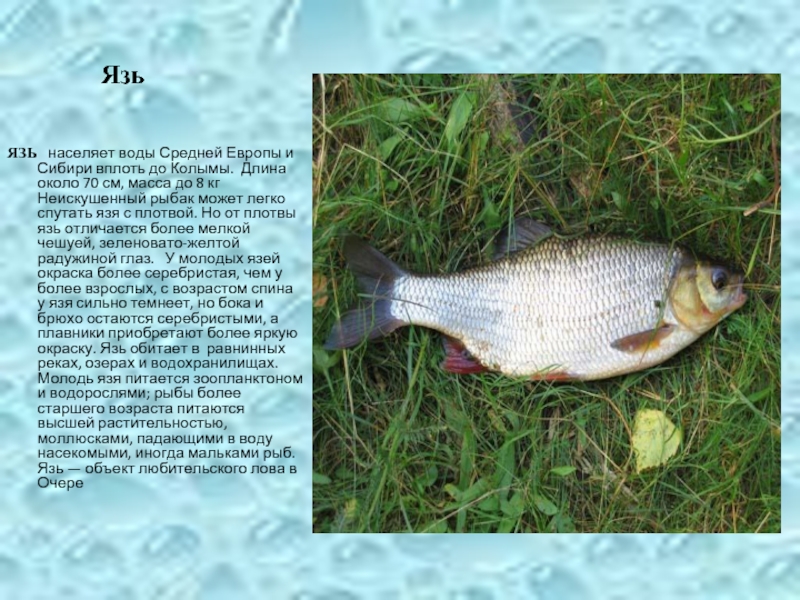 Язь рыба фото описание и полезные свойства