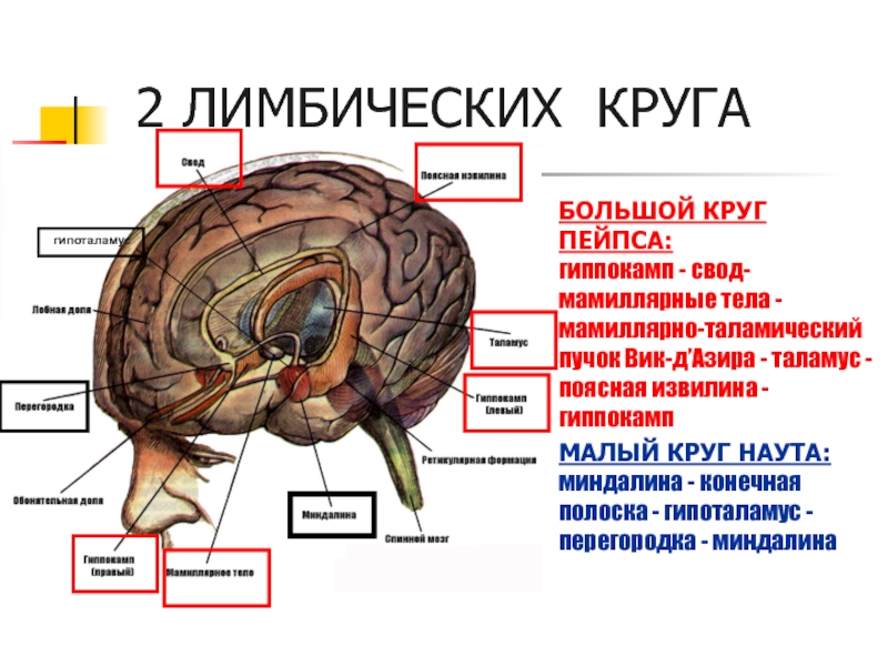 Лимбическая система рисунок