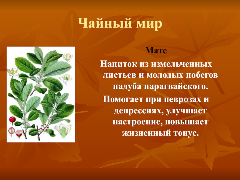 Мир мате. Молодых побегов падуба. Парагвайский чай из листьев падуба 4 буквы. Напиток из листьев падуба 5 букв сканворд. Экстракт листьев падуба парагвайского действие при снижении веса.