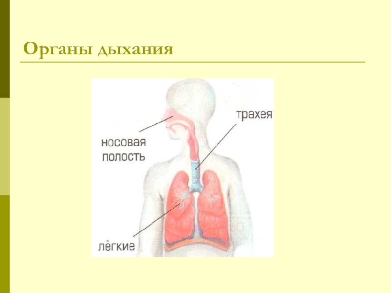 Презентация органы дыхания человека