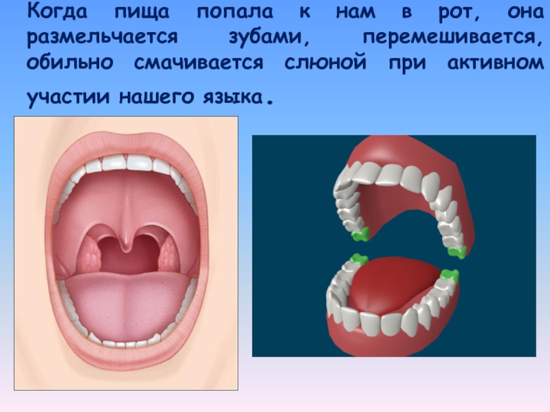 Когда пища попала к нам в рот, она размельчается зубами, перемешивается, обильно смачивается слюной при активном участии