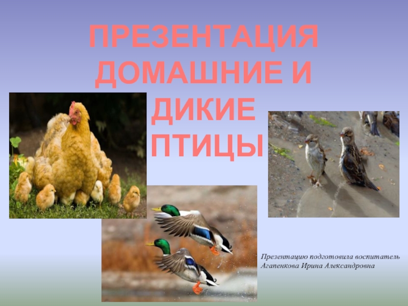 Презентация Домашние и дикие птицы