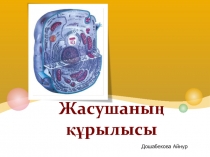 Жасушаның құрылысы 9 класс