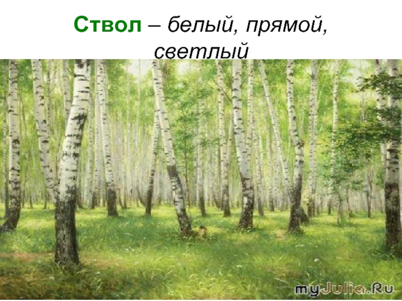 Березовая роща 2. Растения березовой Рощи. Растительность в березовой роще. Березовый лес растения. Березовые леса презентация.