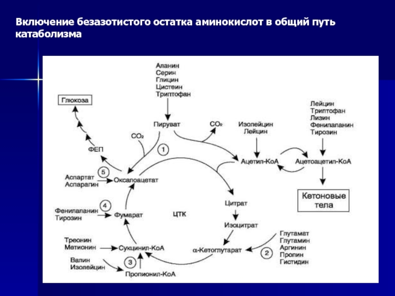 Глюконеогенез схема из аминокислот