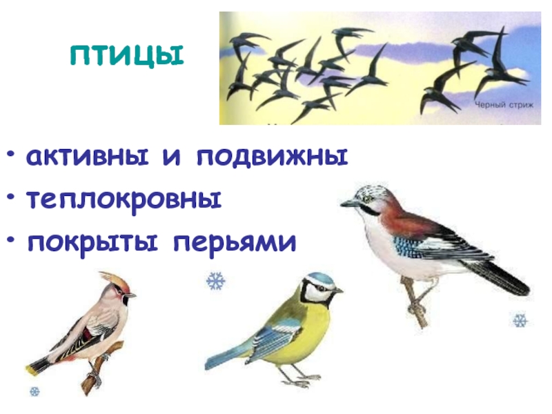 птицыактивны и подвижнытеплокровныпокрыты перьями