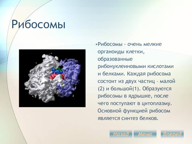 Рибосомы это. Что образует рибосомы. Мелкие рибосомы. Функции рибосом в клетке человека. Большие и малые частицы рибосом формируются в.