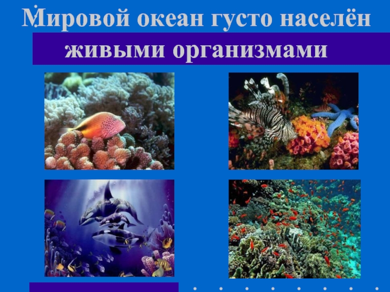 Мировой океан густо населён живыми организмами