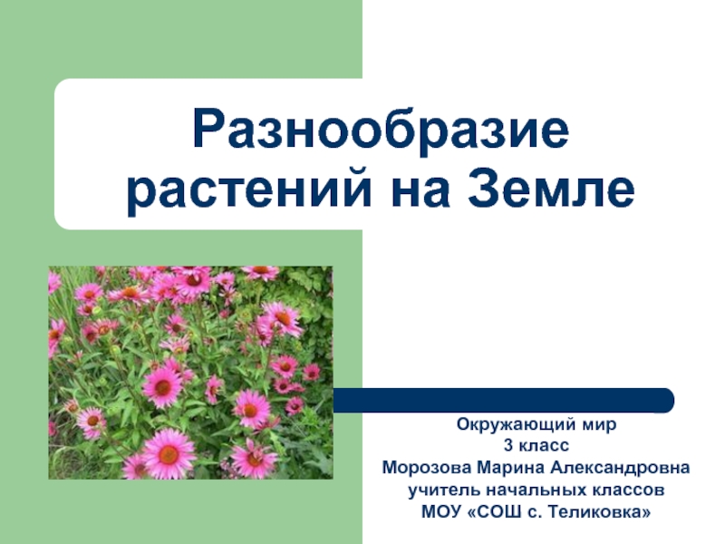 Презентация Разнообразие растений на Земле
