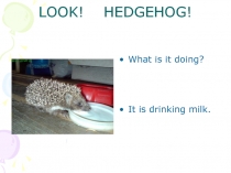 Look! Hedgehog!