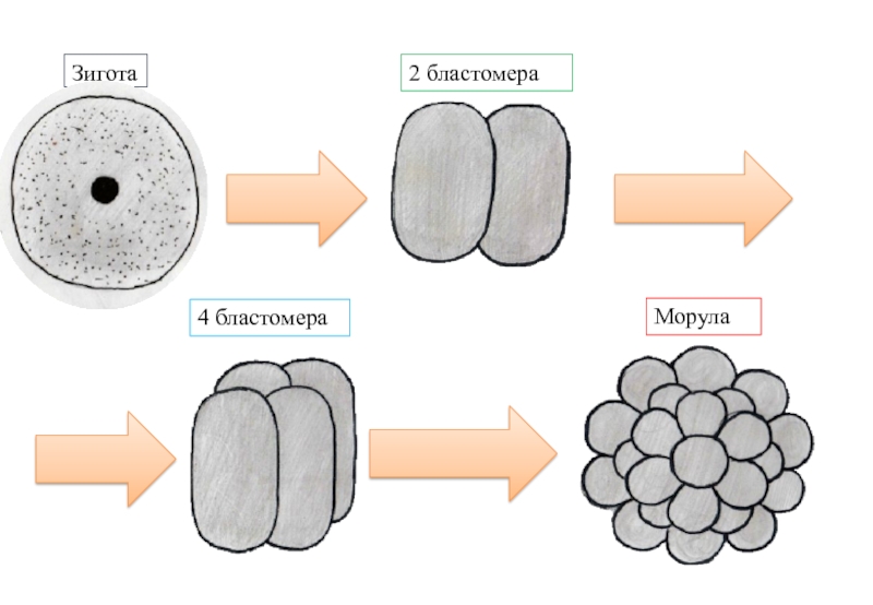 Дробление рисунок. Зигота морула. Дробление морула. Зигота бластомеры. Стадии дробления зиготы.
