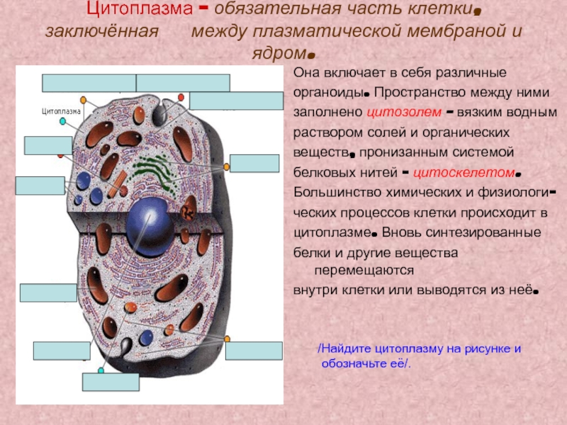 В цитоплазме клетки расположено. Цитоплазма клетки биология 1- класс. Цитоплазма клетки строение и функции. Клетка ядро цитоплазма мембрана органоиды. Цитоплазма мембранные органоиды клетки схема.