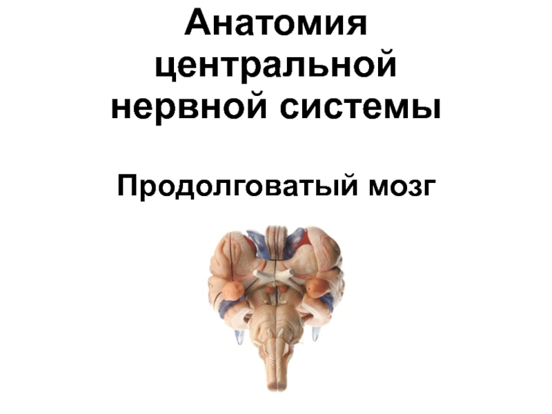 Анатомия центральной нервной системы Продолговатый мозг