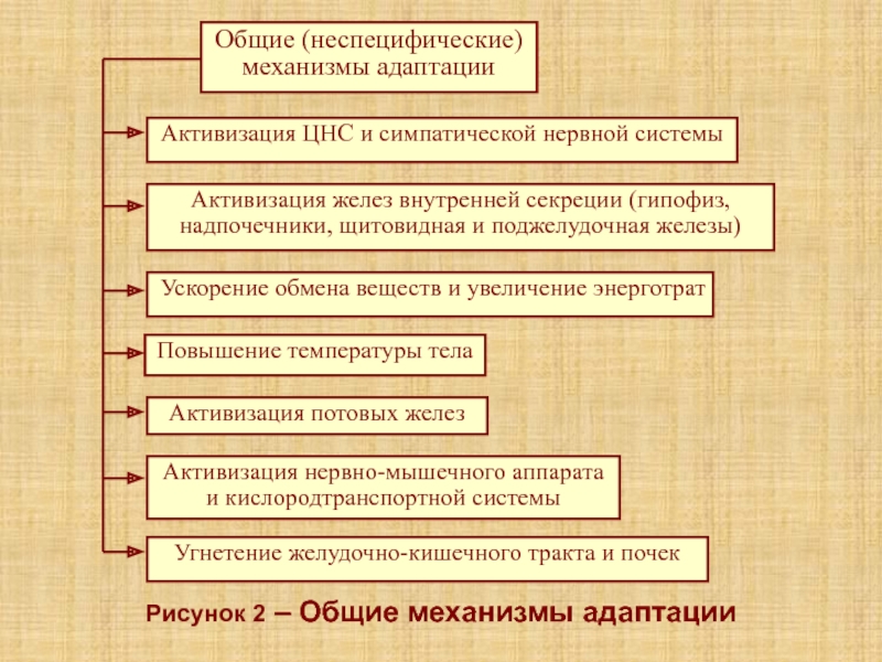 Лекция 5К Рисунок 2 – Общие механизмы адаптации Рисунок 2 – Общие механизмы адаптации