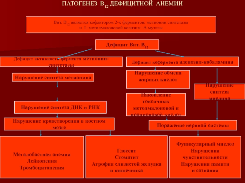 Схема патогенеза железодефицитной анемии