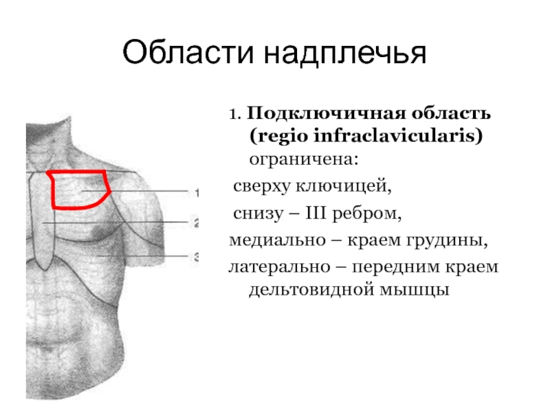 Области надплечья1. Подключичная область (regio infraclavicularis) ограничена: сверху ключицей, снизу – III ребром, медиально – краем грудины,