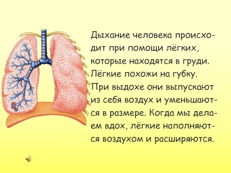 Похожий легкое. Дыхание человека. Лёгкие при выдохе. Как дышит человек. Вдох человека.