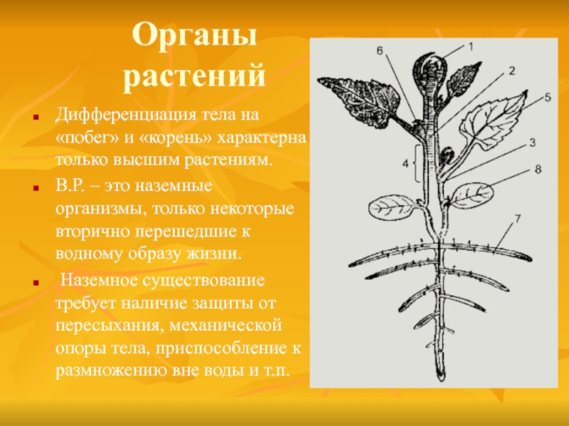 Боковой орган растений. Органы растений. Организм растения. Органы растений корень. Корень и побег.