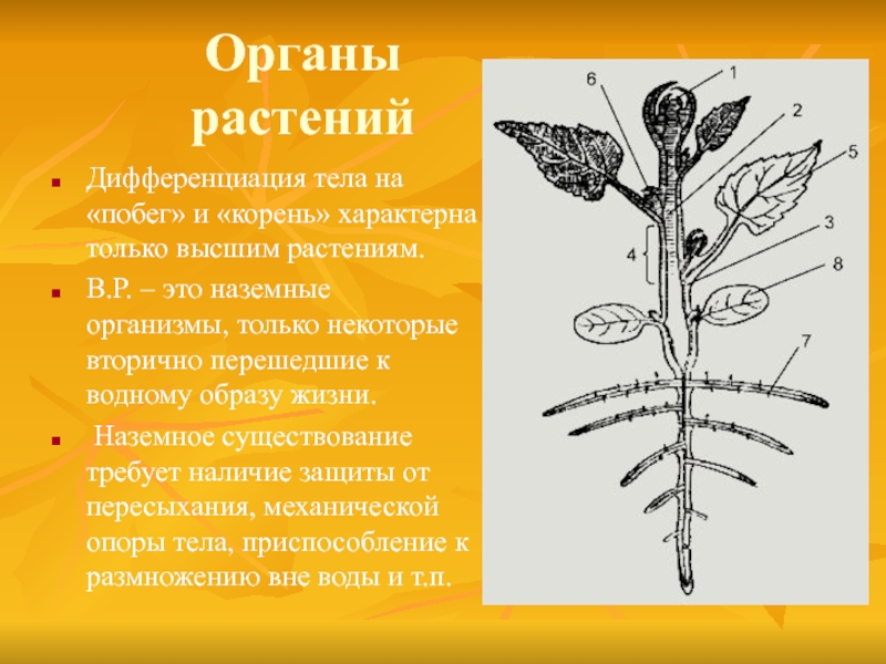 Специальные органы у растений. Органы растений. Организм растения. Органы растений корень. Корень и побег.